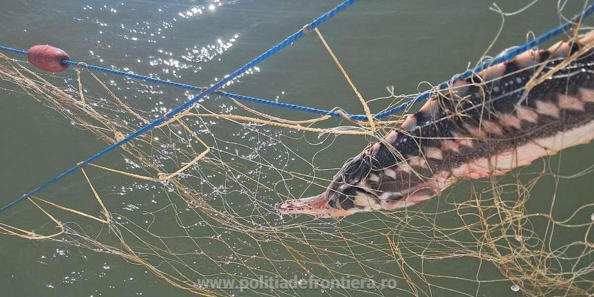 VIDEO: Delfini, rechin și sturioni, salvați de Poliția de Frontieră la Cap Sahalin