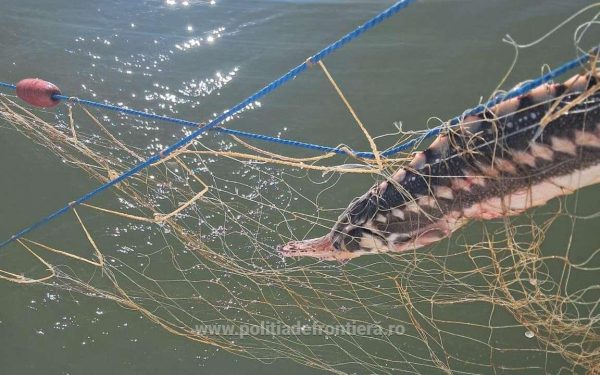 VIDEO: Delfini, rechin și sturioni, salvați de Poliția de Frontieră la Cap Sahalin