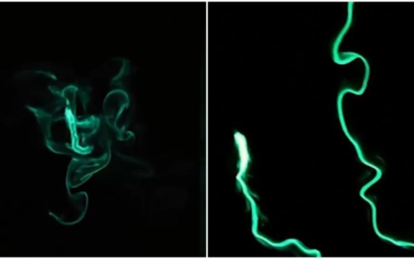 Viermi de foc bioluminiscenți „aprind” Oceanul în Long Beach, SUA. Imagini VIRALE