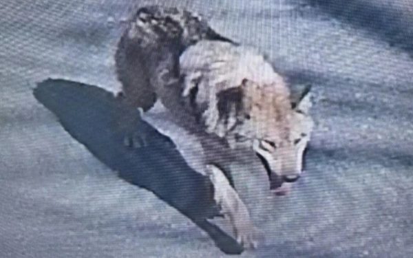 Lup fugar în Coreea de Sud: Mobilizare Generală cu drone și armată