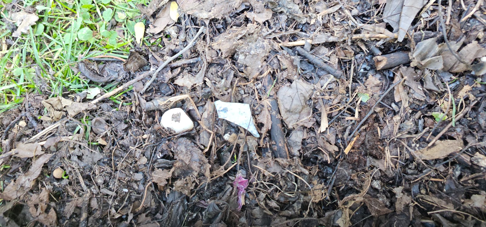 Distribuirea compostului în Sectorul 3 a devenit sursă de nemulțumire din cauza deșeurilor contaminate Primăria Sectorului 3 a anunțat recent că oferă gratuit compost pentru grădinile blocurilor, în încercarea de a promova o gestiune mai responsabilă a deșeurilor organice