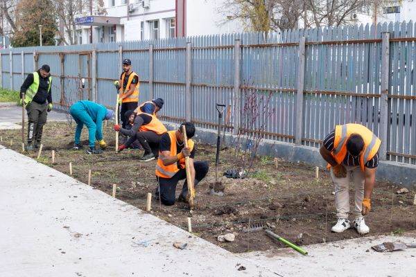 Investiție verde, 3,5 milioane lei la Galați: Patru păduri urbane, din PNRR