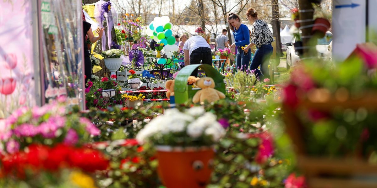 Simfonia Lalelelor, la Pitești: Florari din toată România expun flori