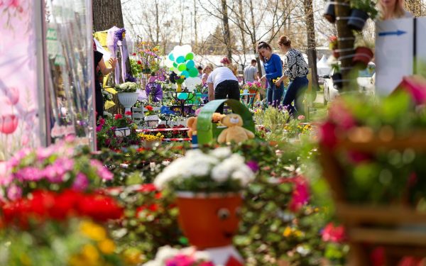 Simfonia Lalelelor, la Pitești: Florari din toată România expun flori