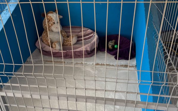 Centru public de adopții pentru căței, inaugurat în județul Ilfov