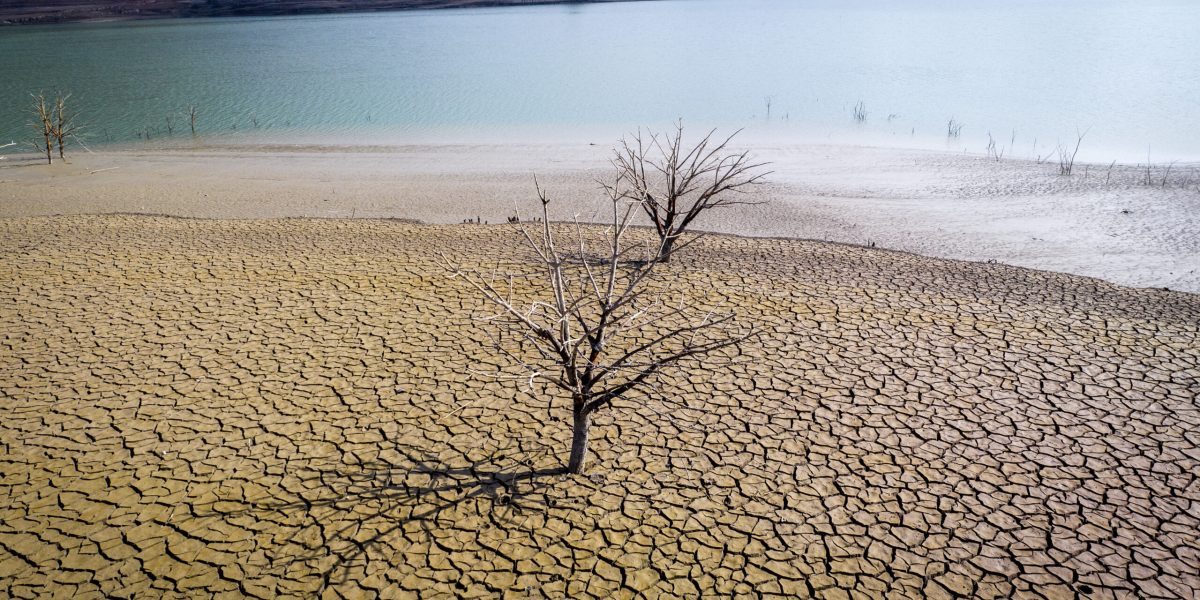 Seceta distruge „aurul negru” al parfumurilor de lux din Africa