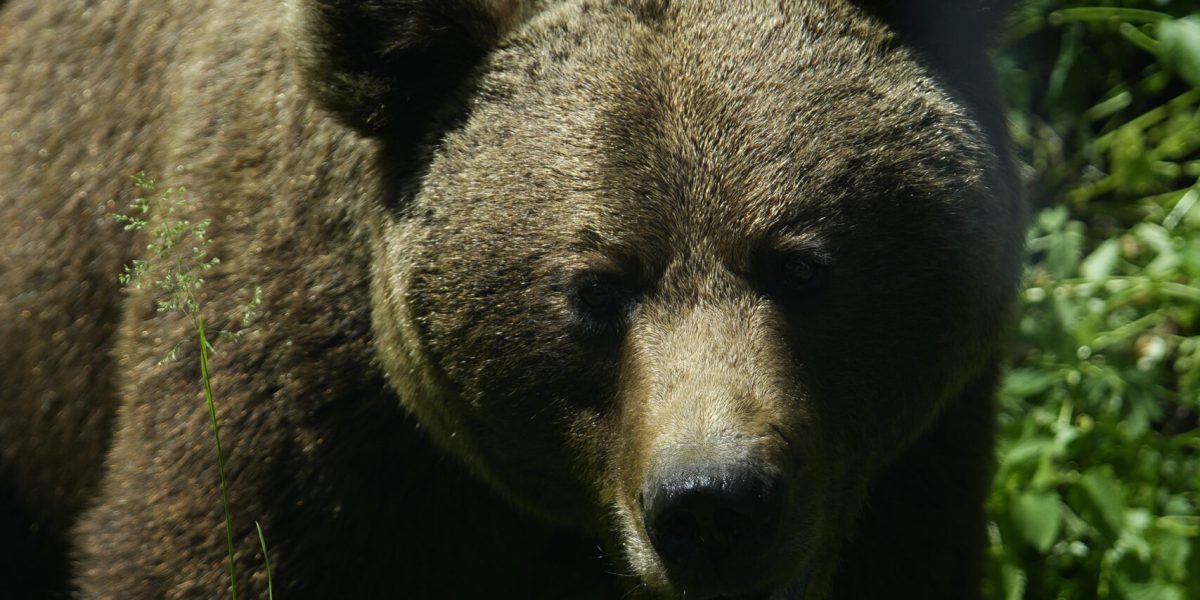 Deputații decid soarta urșilor: Lege crucială pe ordinea de zi miercuri