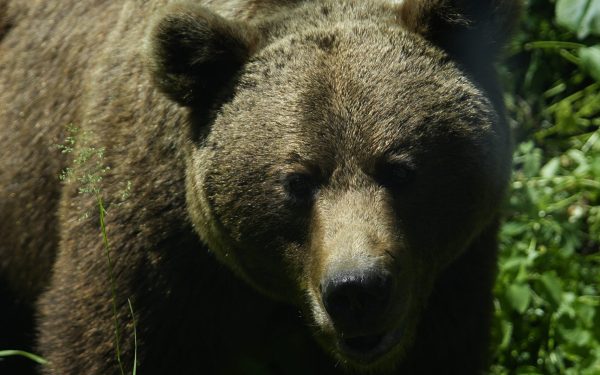 Deputații decid soarta urșilor: Lege crucială pe ordinea de zi miercuri