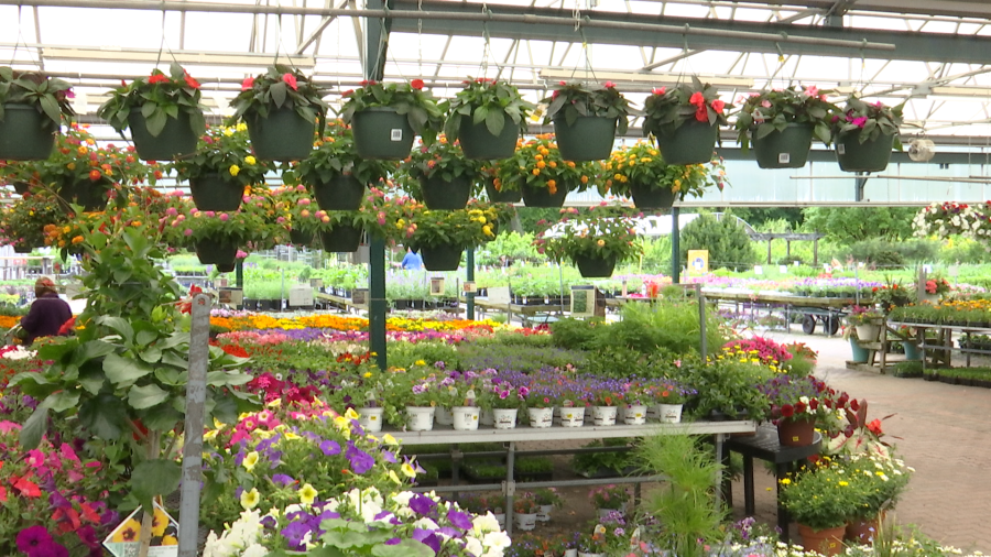 Grădinarii, alarmați: Gerul paște recoltele timpurii din România