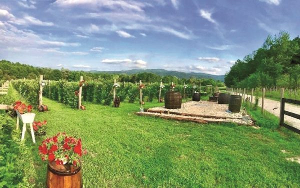 Hectarul din Gorj a transformat o moștenire într-un business de 15 mil euro pentru Abund Berry