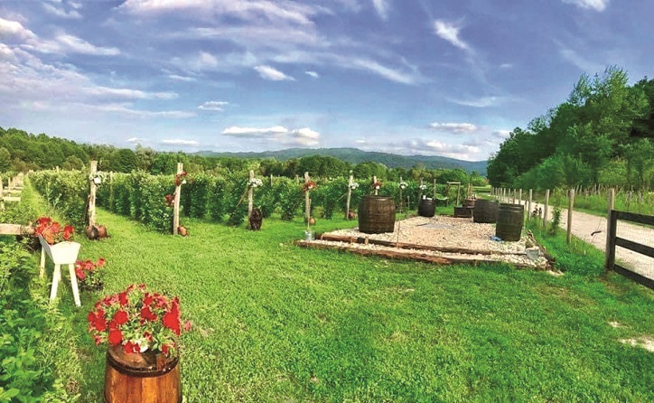 Hectarul din Gorj a transformat o moștenire într-un business de 15 mil euro pentru Abund Berry