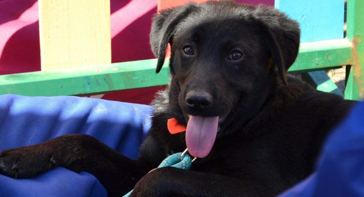 Primul târg de adopții în aer liber din 2026, organizat de ASPA București, va avea loc duminică, 5 aprilie, în Parcul Circului, între orele 10:00 și 16:00