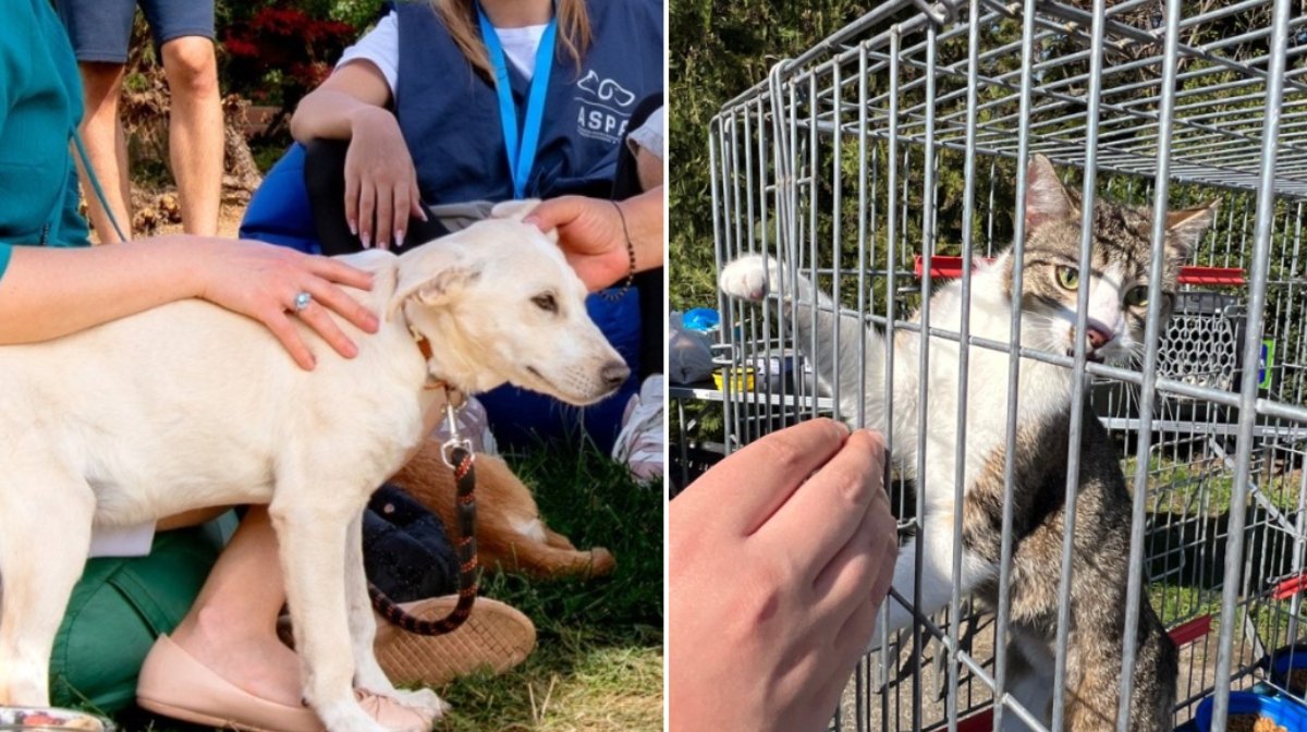 ASPA anunță următorul târg de adopții de căței și pisici