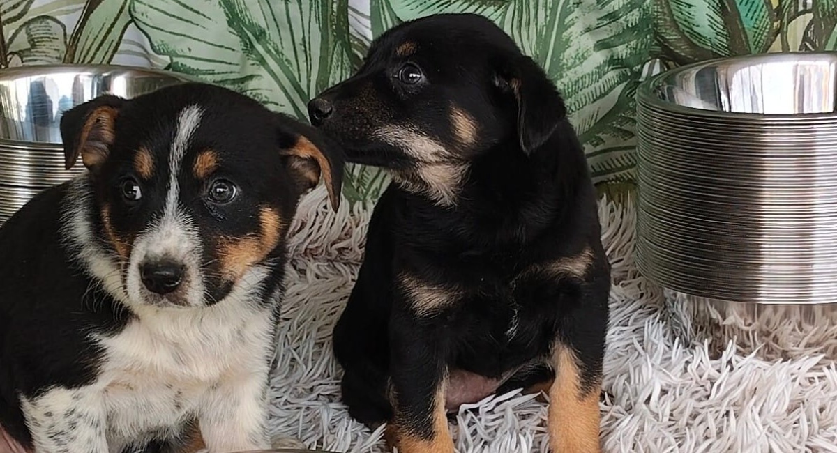 Adăposturile ASPA, închise de Paște: Când revin la programul normal?