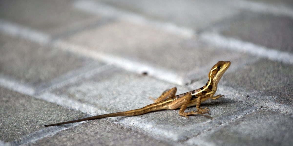 Animalele sălbatice, tot mai prezente în orașe: Cum se adaptează, dezvăluie știința