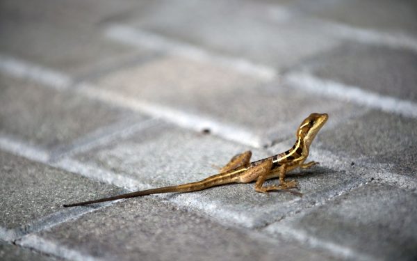 Animalele sălbatice, tot mai prezente în orașe: Cum se adaptează, dezvăluie știința