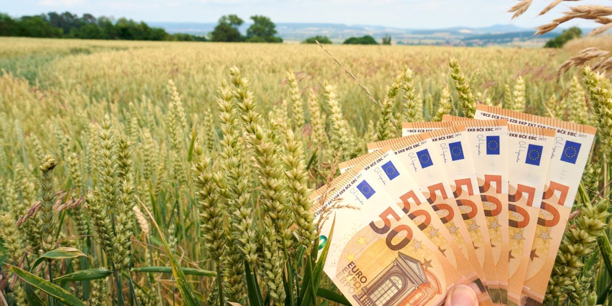 Agricultorii, loviți de Minister: Banii din Tomata 2026, mai puțini pentru fermieri