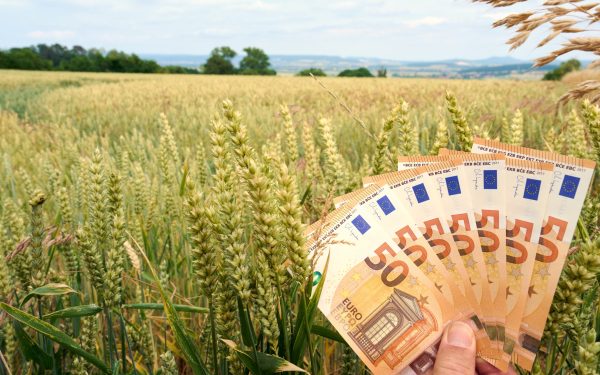 Agricultorii, loviți de Minister: Banii din Tomata 2026, mai puțini pentru fermieri