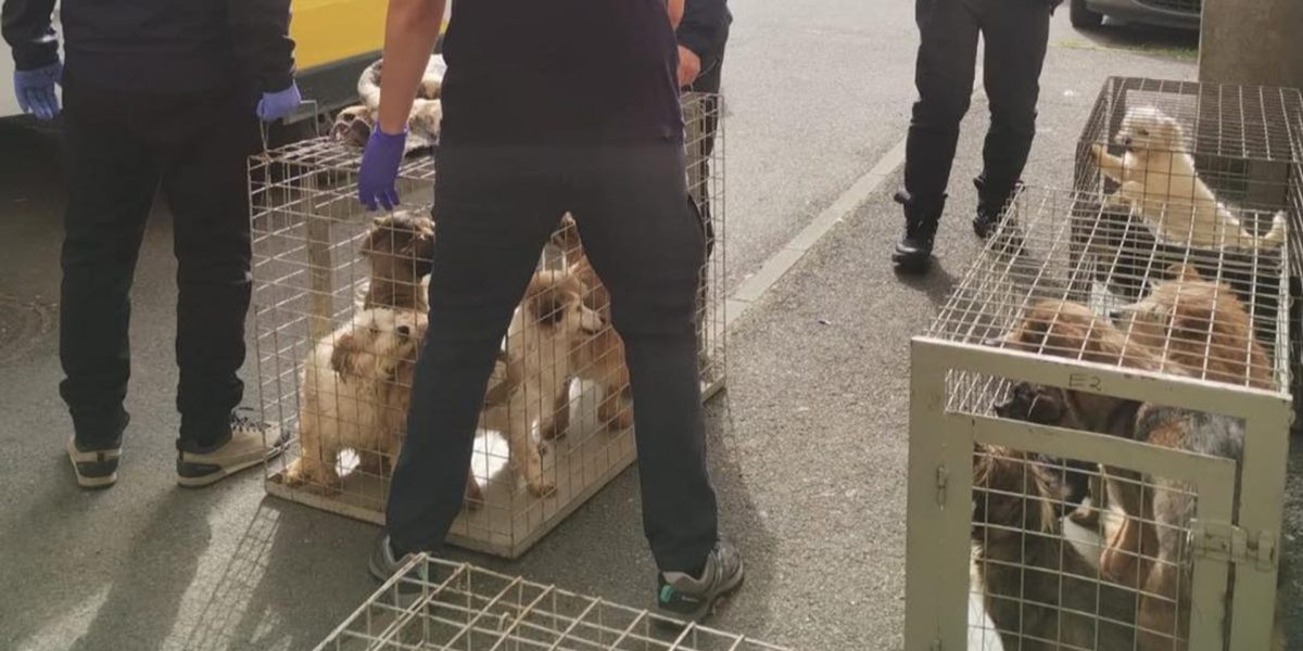 Zeci de câini, salvați din INFERNUL unui apartament din București, Sectorul 4