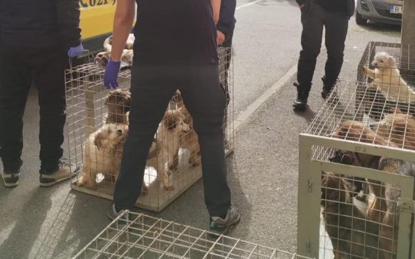 Zeci de câini, salvați din INFERNUL unui apartament din București, Sectorul 4