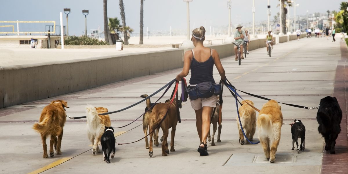 Câți ani de viață petrece patrupedul legat? Noile reguli pentru stăpânii de câini