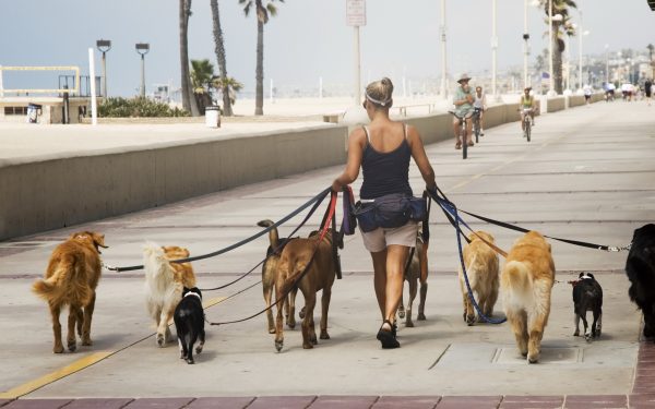 Câți ani de viață petrece patrupedul legat? Noile reguli pentru stăpânii de câini