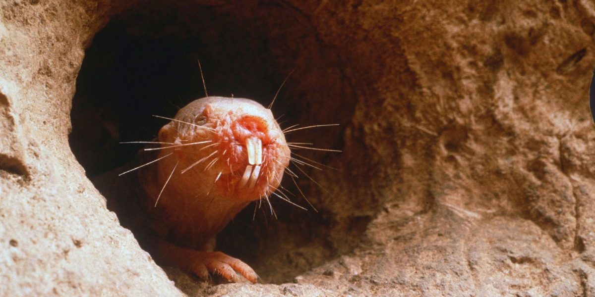 Care animal „gustă” cu dinții? Testul de cultură generală care te pune pe gânduri!