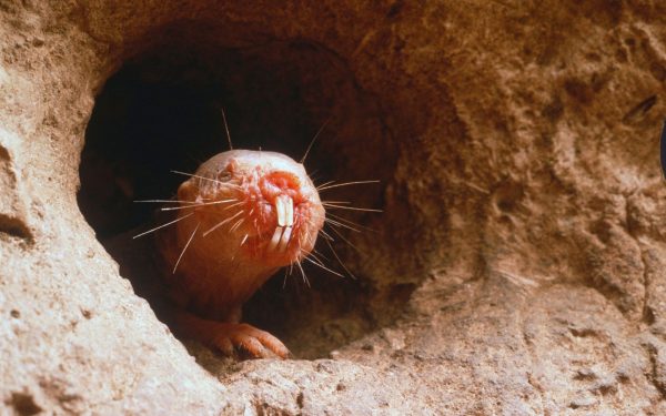 Care animal „gustă” cu dinții? Testul de cultură generală care te pune pe gânduri!