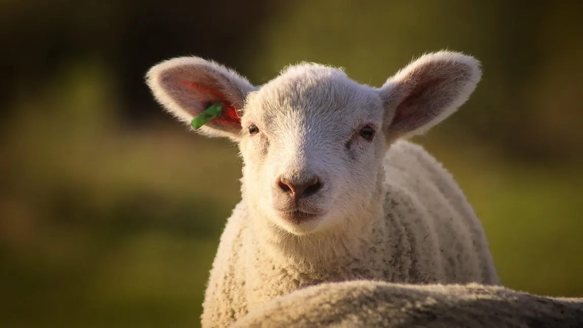 Cât costă mielul în Lidl, Kaufland, Auchan, Selgros și La Cocoș în 2026 și diferența de prețuri între tipurile de produse