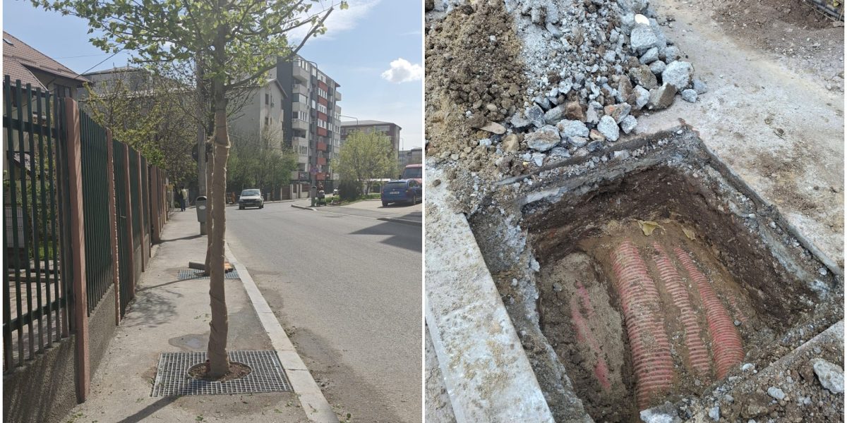 FOTO Sectorul 4: Arbori plantați pe trotuare înguste, scandal cu 1,6 mil. euro