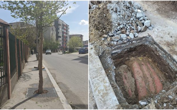 FOTO Sectorul 4: Arbori plantați pe trotuare înguste, scandal cu 1,6 mil. euro