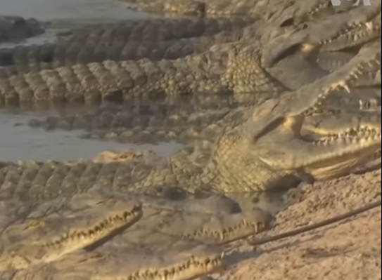 INDIA: Crocodili pentru a stopa imigrația ilegală? India ia în considerare o măsură neobișnuită pentru a combate imigrația ilegală din Bangladesh: mobilizarea unor „batalioane” de crocodili