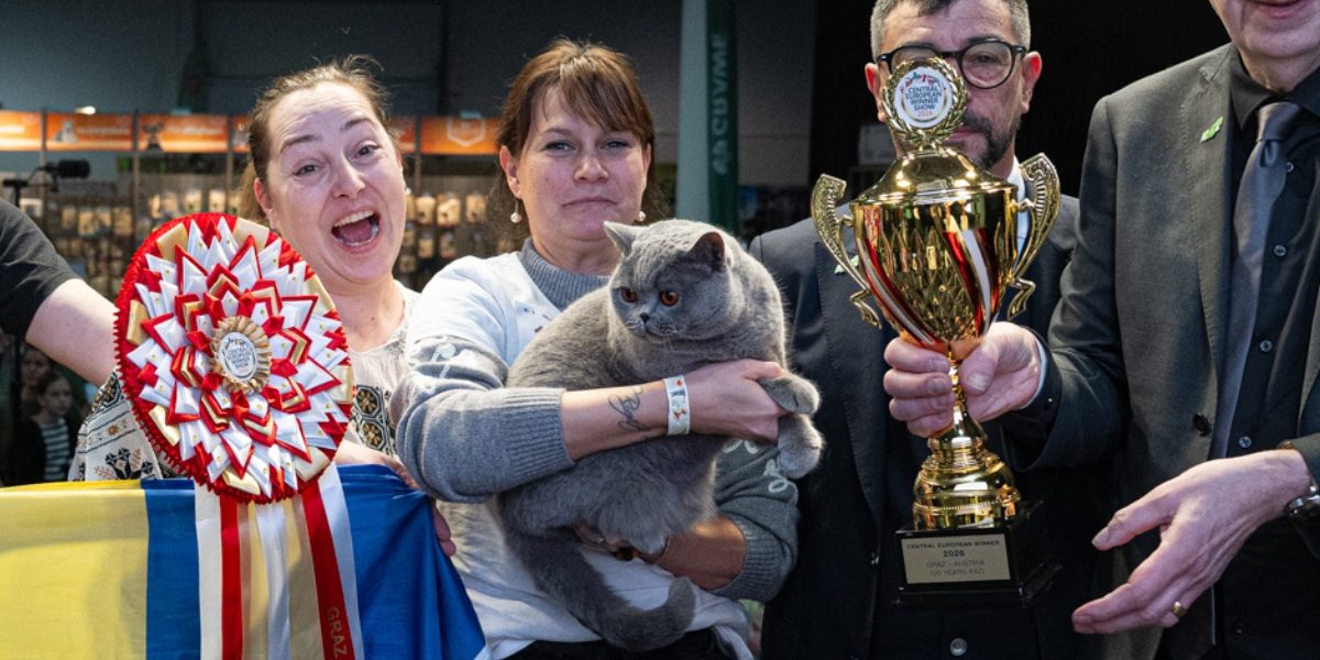 Adevărata Ursoaică de Bucovina cucerește Europa: e cea mai frumoasă pisică