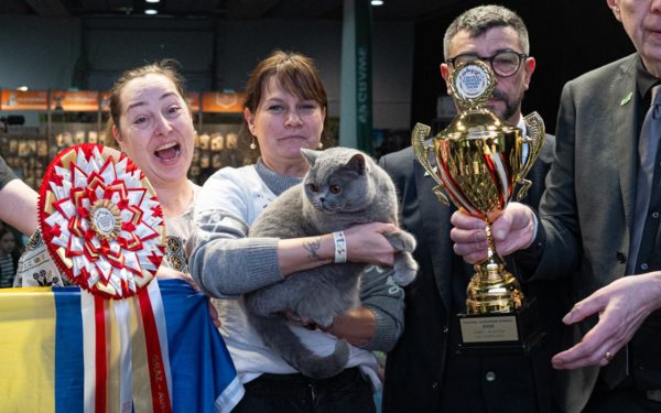 Adevărata Ursoaică de Bucovina cucerește Europa: e cea mai frumoasă pisică