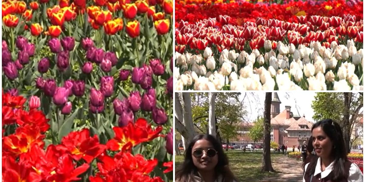 Lalele în Timișoara: Spectacol floral ce atrage vizitatori de la 50 km!
