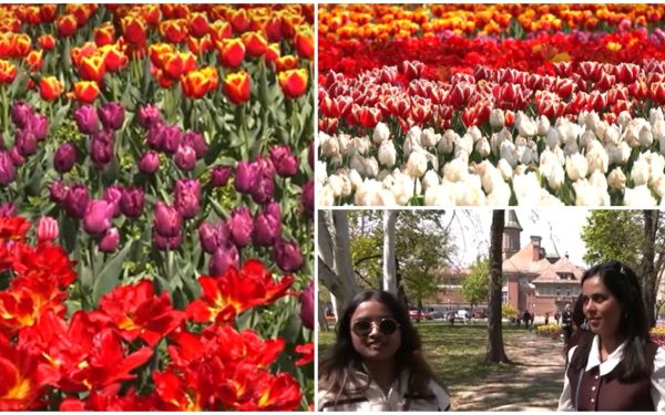 Lalele în Timișoara: Spectacol floral ce atrage vizitatori de la 50 km!
