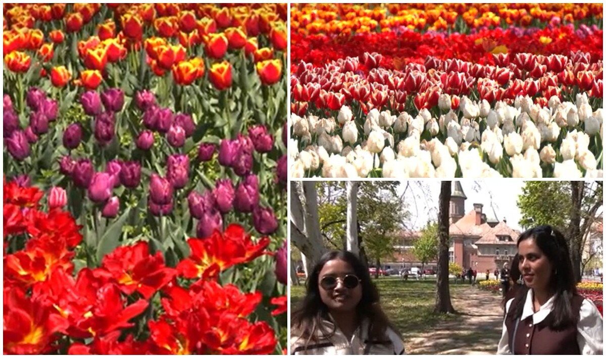 Lalele în Timișoara: Spectacol floral ce atrage vizitatori de la 50 km!