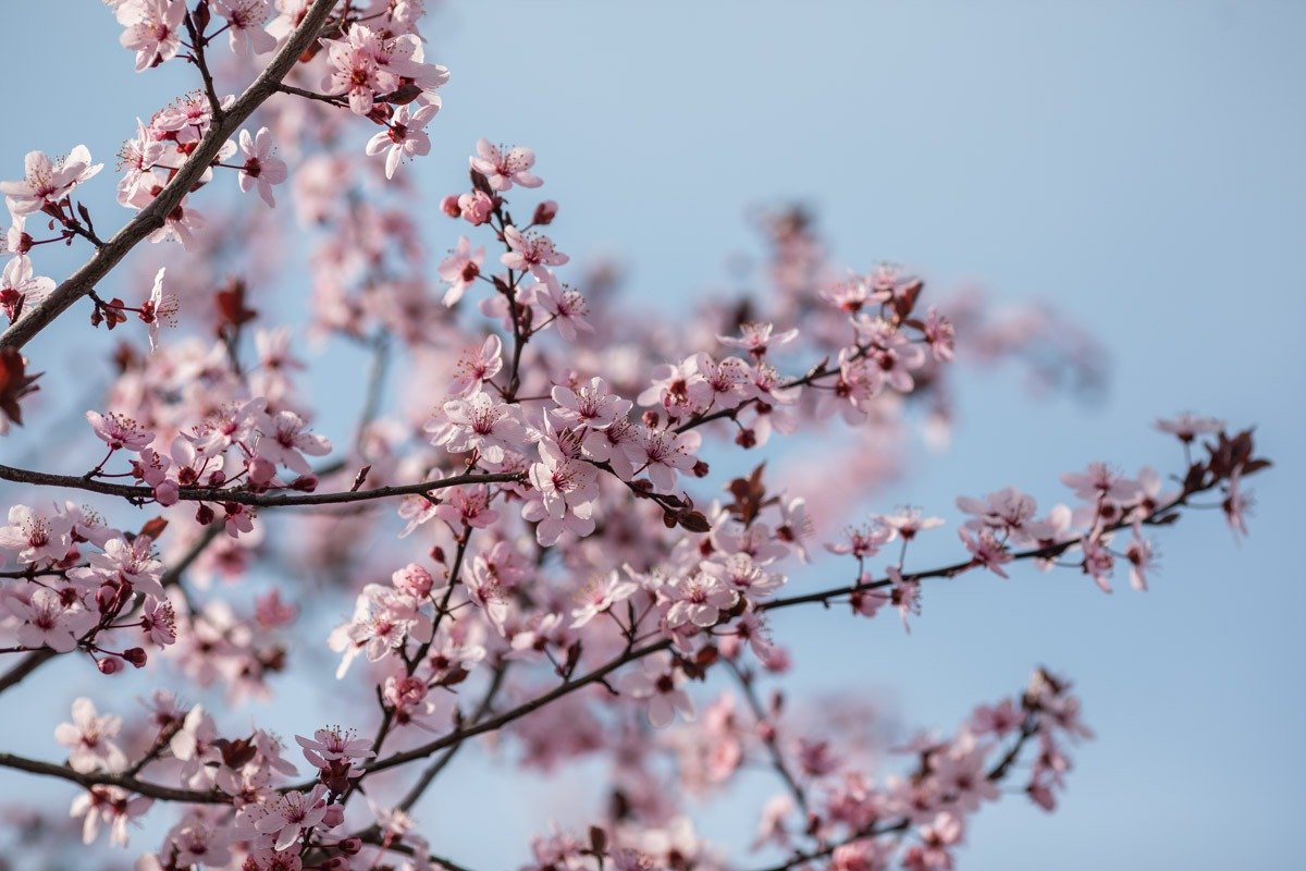 Parcurile din București dau semne clare de primăvară, fiind acoperite de flori și vegetație colorată, într-o zi marcată de tradiție și spiritualitate pentru creștinii ortodocși