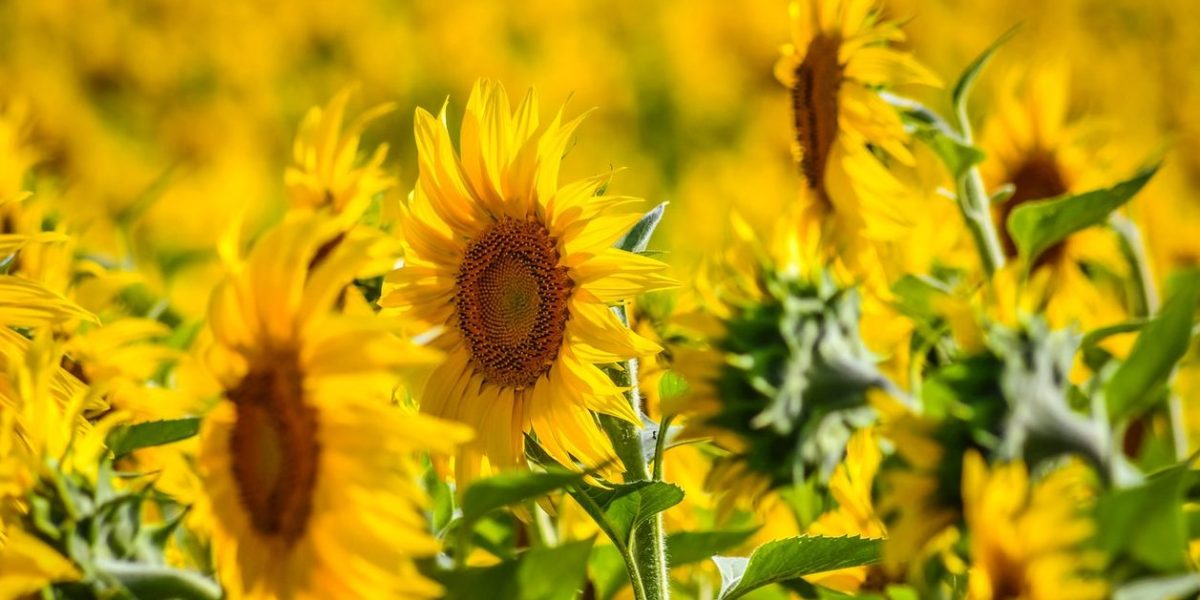 România, lider european la floarea soarelui: Depășește Franța în producție