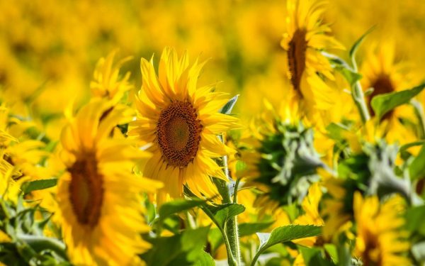 România, lider european la floarea soarelui: Depășește Franța în producție