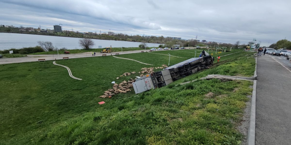 O sută șaizeci de oi au murit, după ce un camion s-a răsturnat pe șosea!