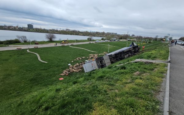 O sută șaizeci de oi au murit, după ce un camion s-a răsturnat pe șosea!