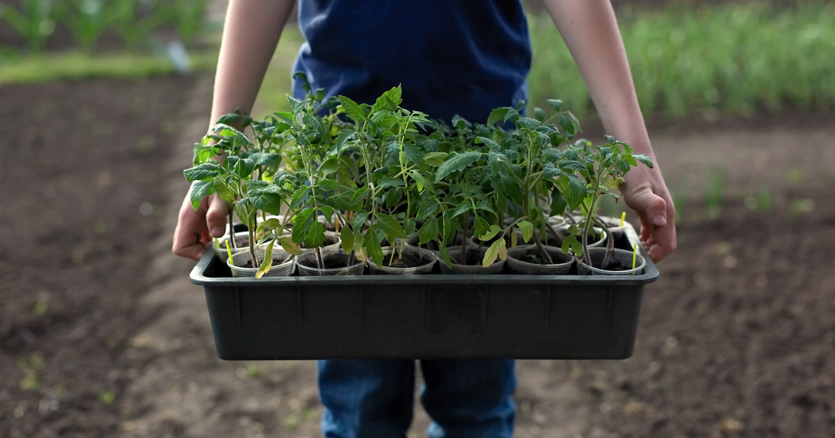 Răsadurile de tomate la vânzare cu succes printre legumicultori și soiurile-vedetă: „Nu le muncești degeaba”