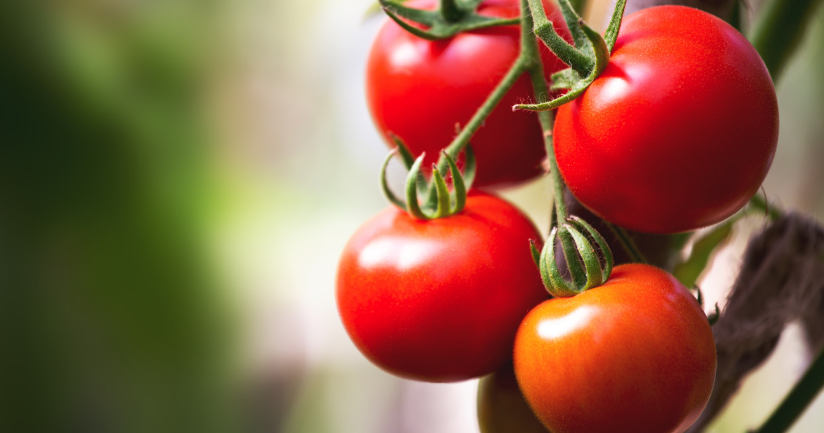 Producătorii de tomate din județul Olt încep deja recoltatul roșiilor, iar prețurile de vânzare en gros au ajuns în această perioadă la 40-42 de lei pe kilogram, conform unui comunicat al Agenției Naționale de Presă