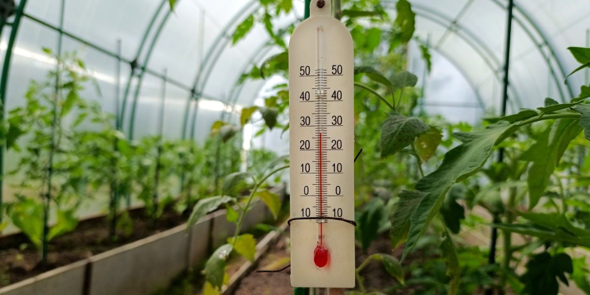 Răsadurile, în pericol: Schimbările bruște de temperatură amenință recolta legumicultorilor