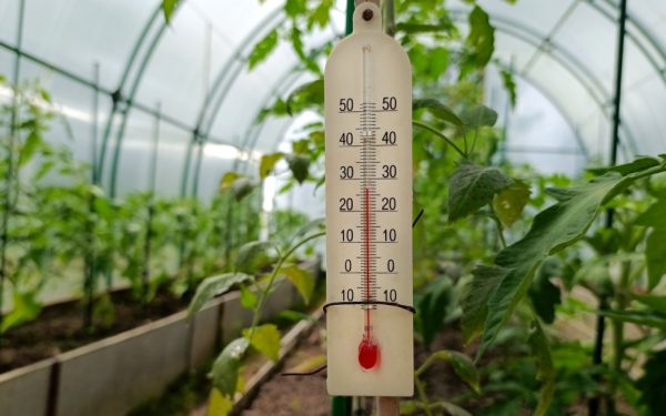 Răsadurile, în pericol: Schimbările bruște de temperatură amenință recolta legumicultorilor