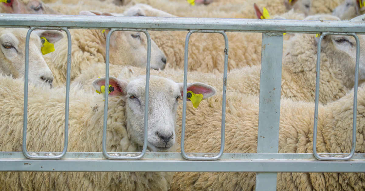 Efectele conflictului din Orientul Mijlociu asupra exporturilor de ovine din România vor începe să fie resimțite după perioada Paștelui, conform estimărilor Direcției Sanitară Veterinară și pentru Siguranța Alimentelor (DSVSA) Buzău
