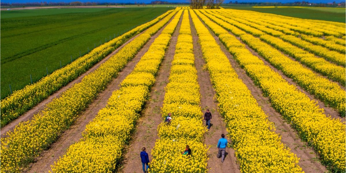Tensiuni SUA-Iran: Piețe agricole sub presiune, dar România scapă de penurie, spune expertul Cezar Gheorghe