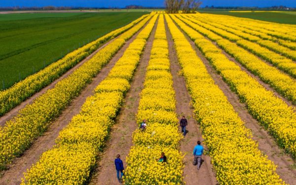 Tensiuni SUA-Iran: Piețe agricole sub presiune, dar România scapă de penurie, spune expertul Cezar Gheorghe
