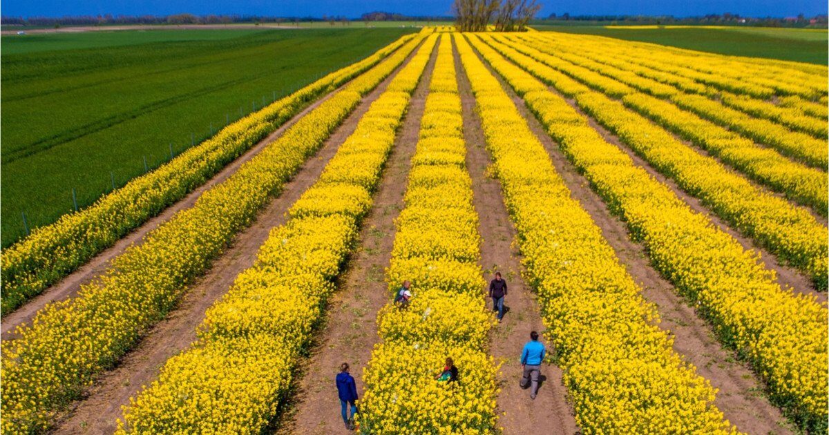 Tensiuni SUA-Iran: Piețe agricole sub presiune, dar România scapă de penurie, spune expertul Cezar Gheorghe